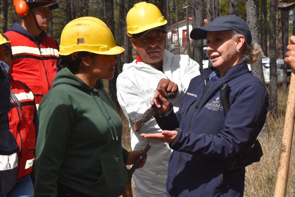 Gobierno del Estado capacita brigadas de sanidad forestal para fortalecer el combate de plagas