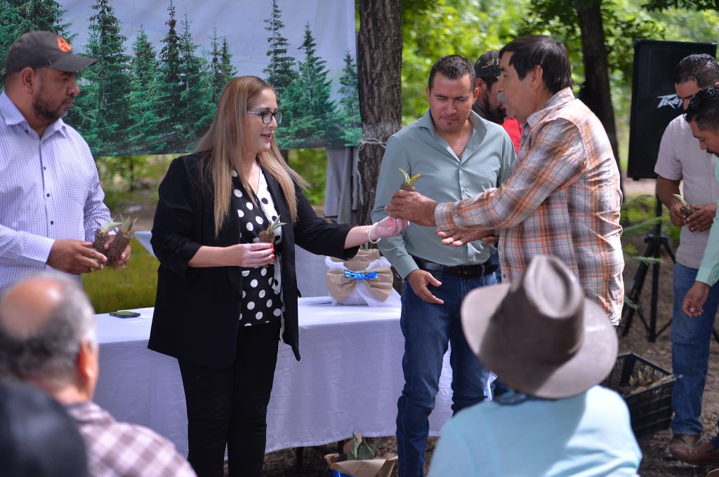 Fortalece Gobierno de Esteban producción de mezcal con entrega de 120 mil plantas de agave.