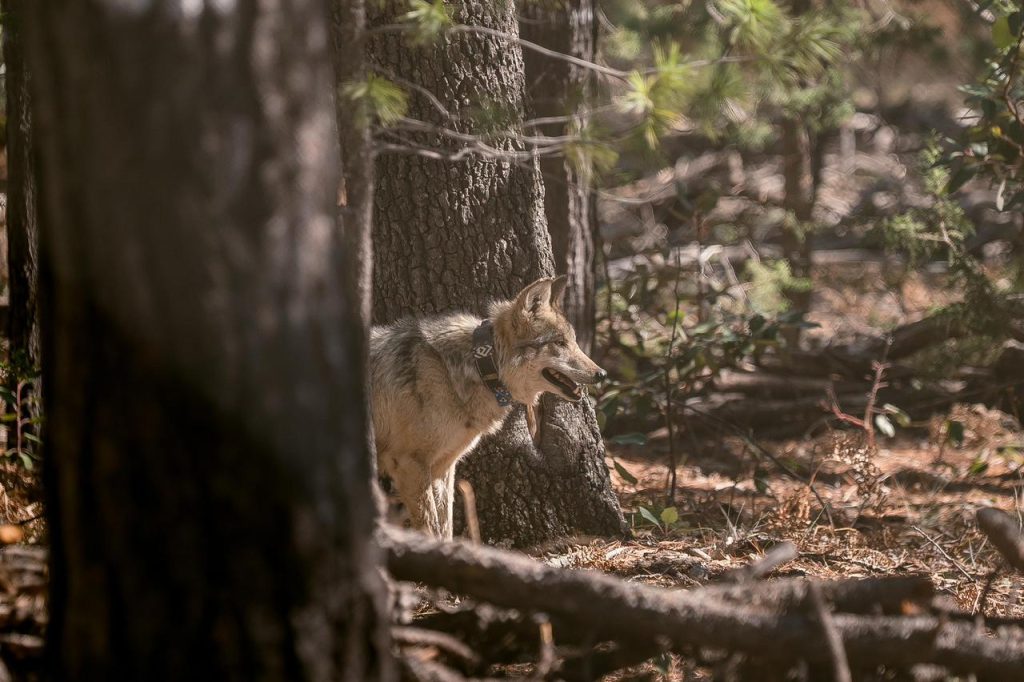 El lobo mexicano regresa a casa, a los bosques de Durango; Gobierno del Estado e instituciones binacionales lo hacen posible.