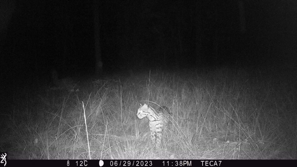 Registran presencia de Ocelote, especie en peligro de extinción en el “Parque Ecológico El Tecuán”.